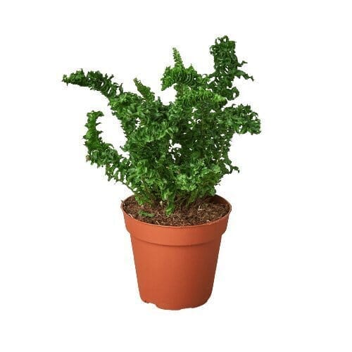 'Emina' Fern - 4" Pot-Indoor Plants-Trendy Gardener