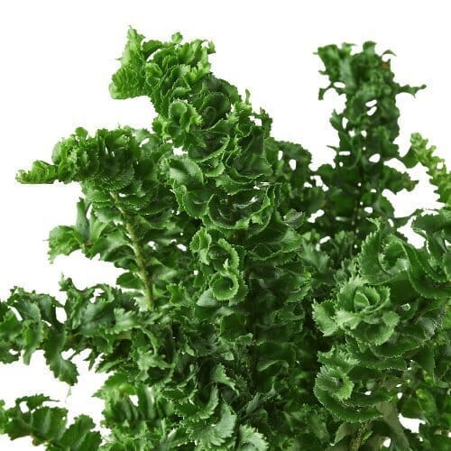 'Emina' Fern - 4" Pot-Indoor Plants-Trendy Gardener