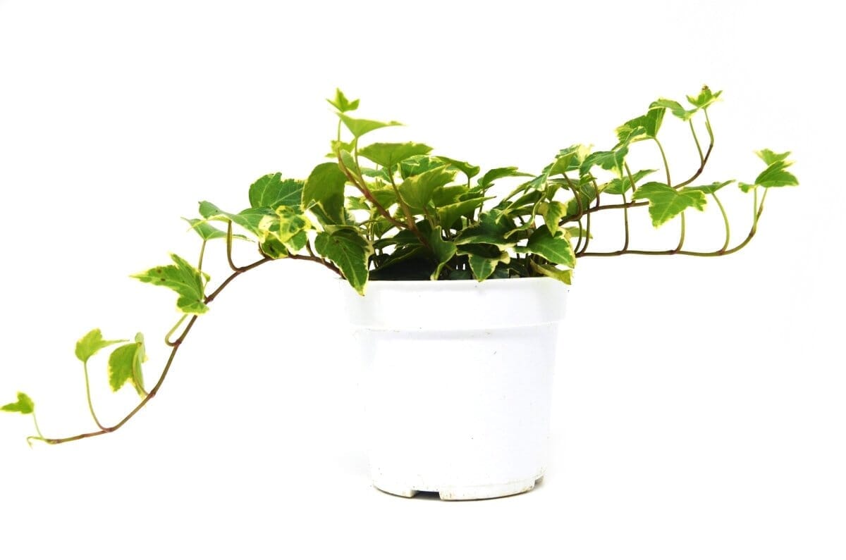 English Ivy 'Eva'-Indoor Plants-Trendy Gardener