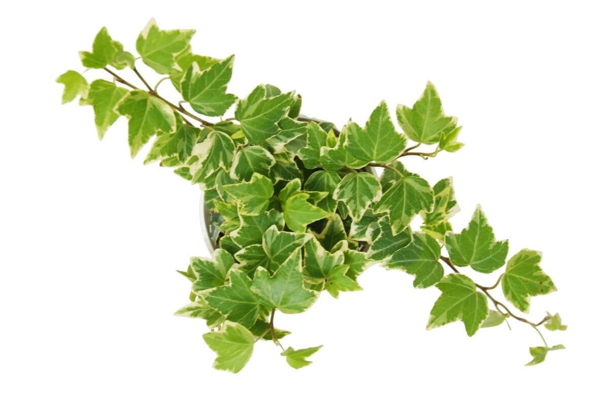 English Ivy 'Eva'-Indoor Plants-Trendy Gardener