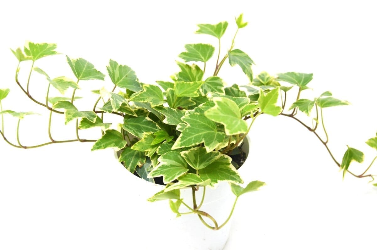 English Ivy 'Eva'-Indoor Plants-Trendy Gardener