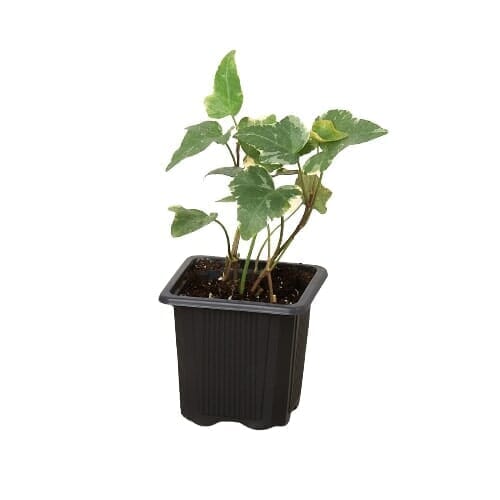 English Ivy 'Glacier'-Indoor Plants-Trendy Gardener