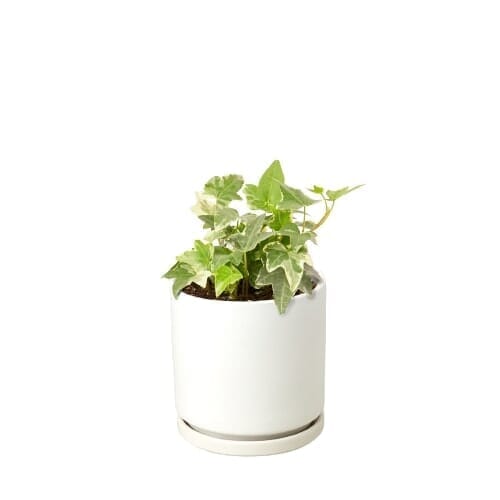 English Ivy 'Glacier'-Indoor Plants-Trendy Gardener