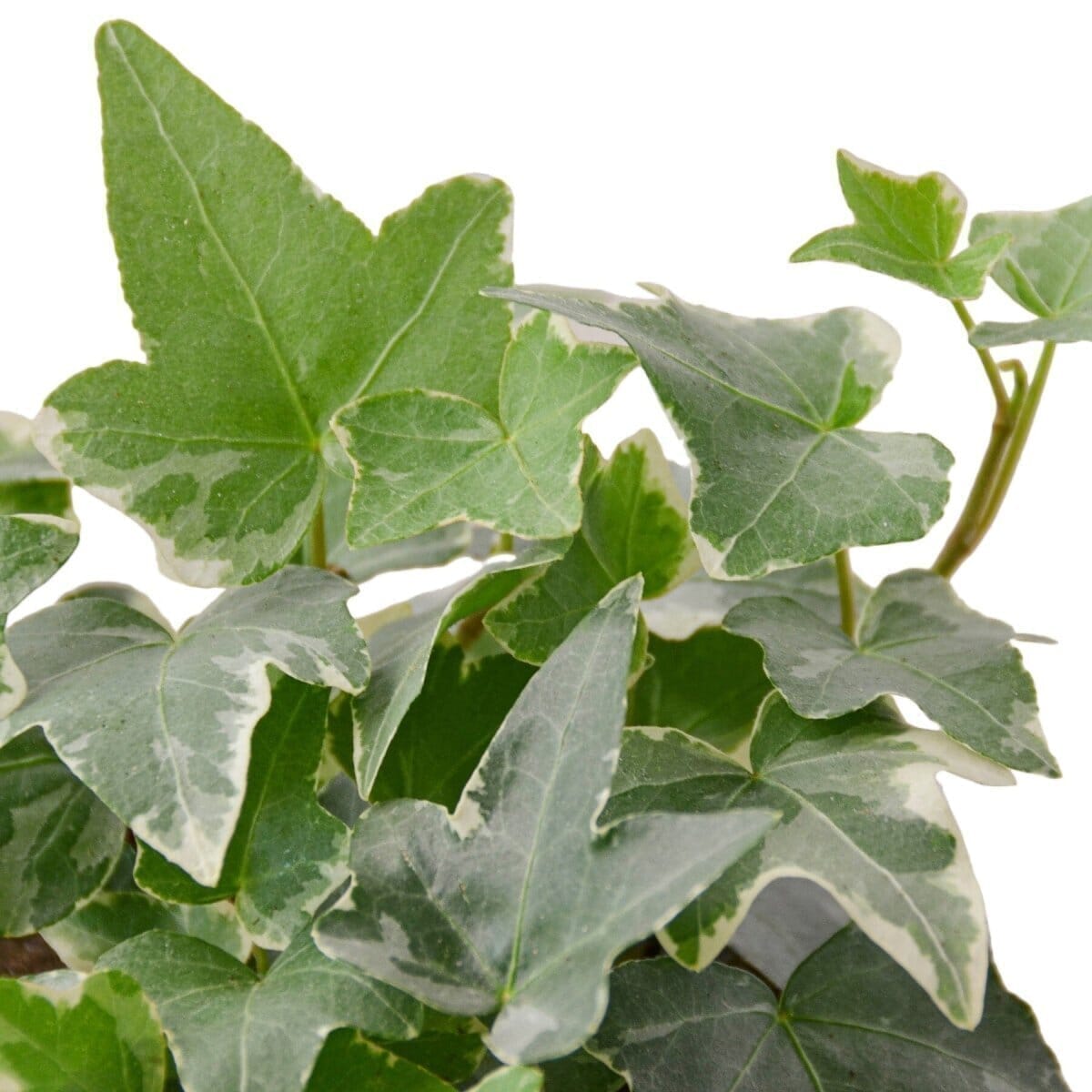 English Ivy 'Glacier' Indoor Plants Trendy Gardener 