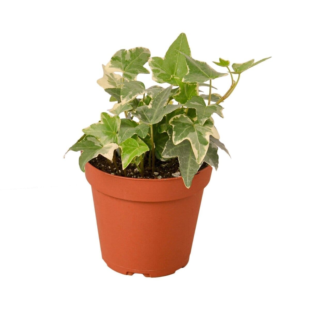 English Ivy 'Glacier' Indoor Plants Trendy Gardener 4