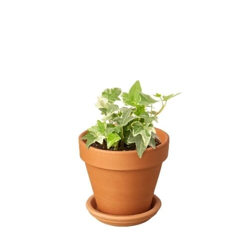 English Ivy 'Glacier'-Indoor Plants-Trendy Gardener