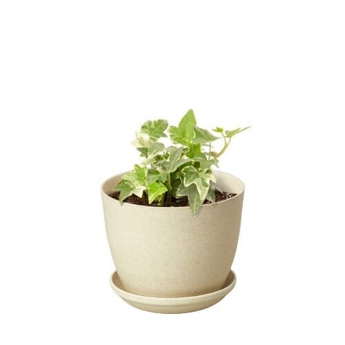 English Ivy 'Glacier'-Indoor Plants-Trendy Gardener