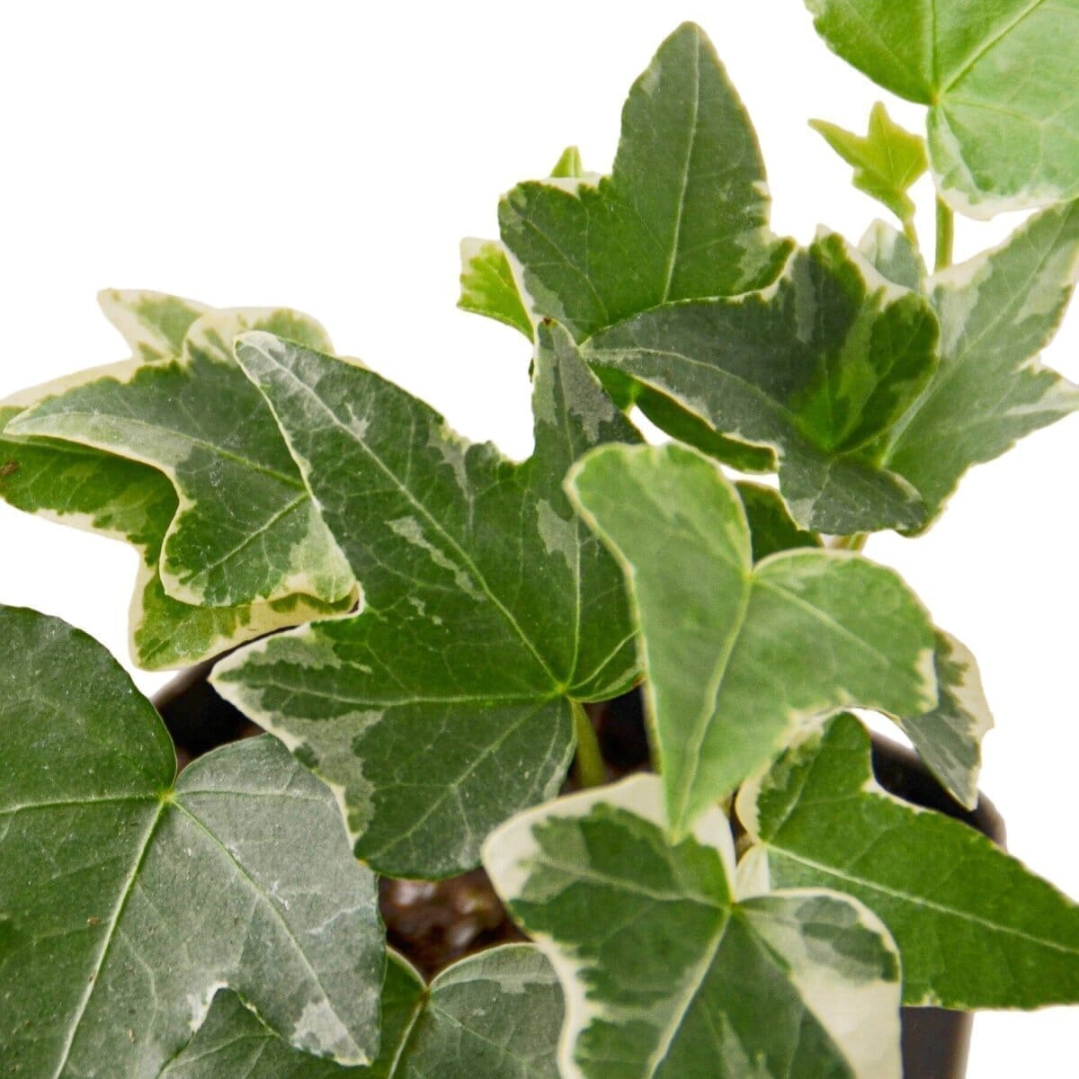 English Ivy 'Glacier' Indoor Plants Trendy Gardener 