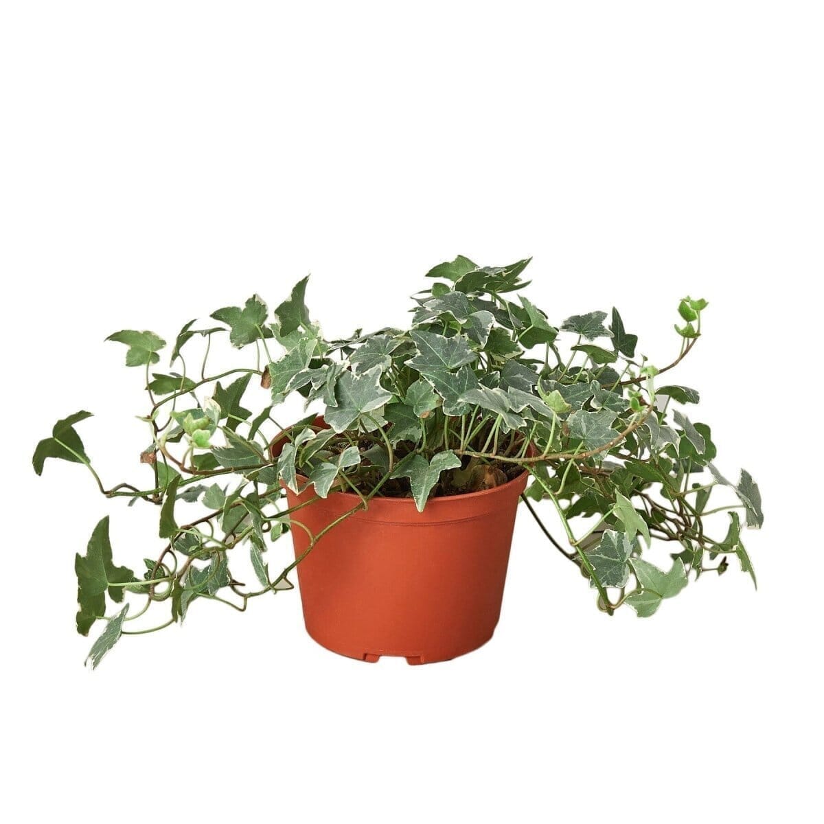 English Ivy 'Glacier' Indoor Plants Trendy Gardener 6