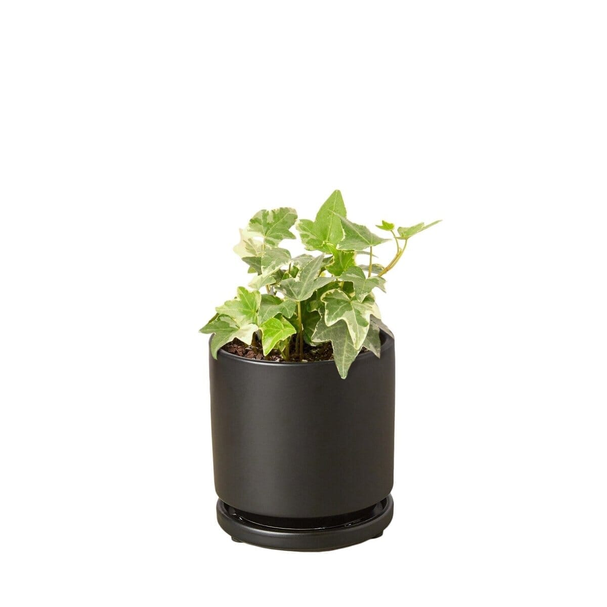 English Ivy 'Glacier'-Indoor Plants-Trendy Gardener