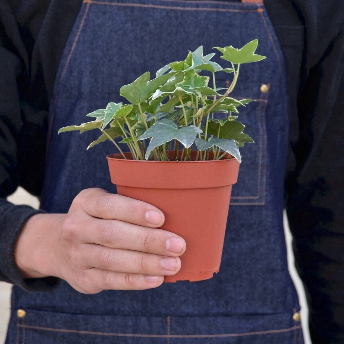 English Ivy 'Glacier' Indoor Plants Trendy Gardener 