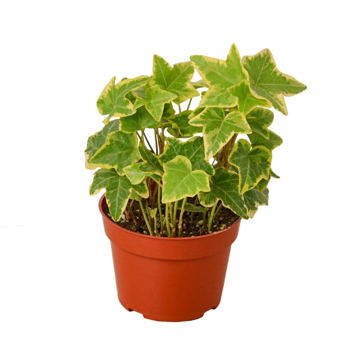 English Ivy Gold Child-Indoor Plants-Trendy Gardener