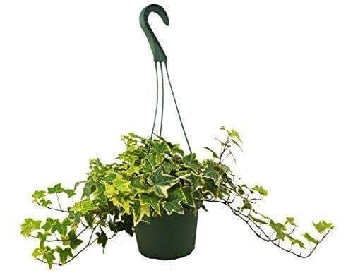 English Ivy Gold Child-Indoor Plants-Trendy Gardener