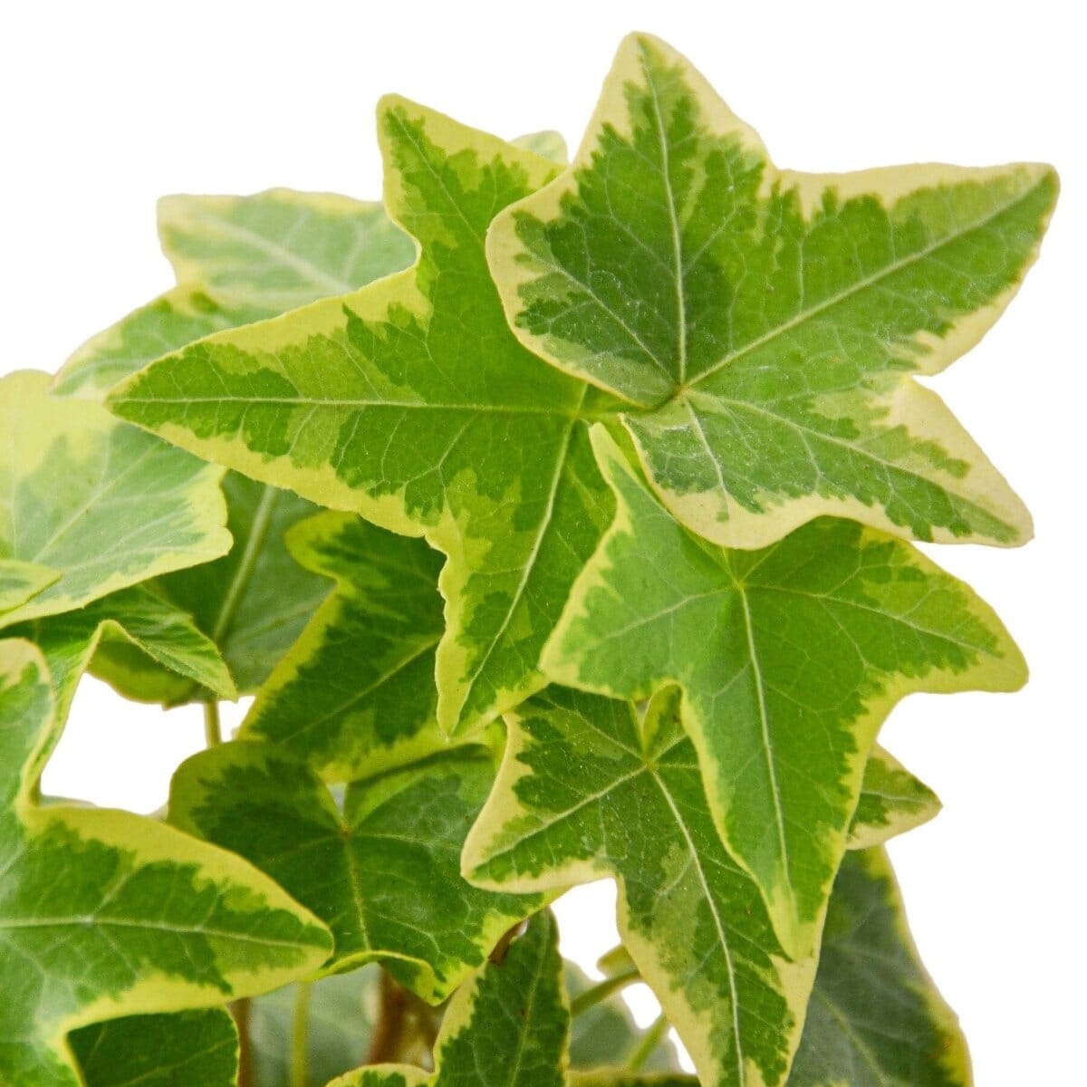 English Ivy Gold Child-Indoor Plants-Trendy Gardener