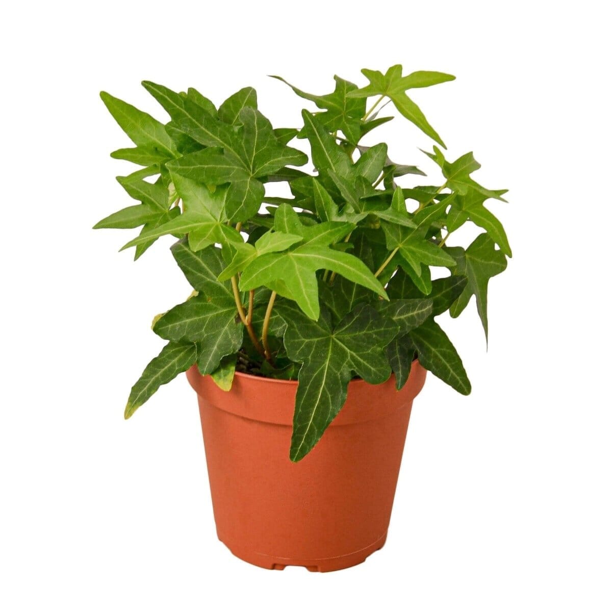 English Ivy Green California-Indoor Plants-Trendy Gardener