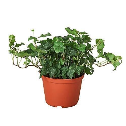 English Ivy Green California-Indoor Plants-Trendy Gardener