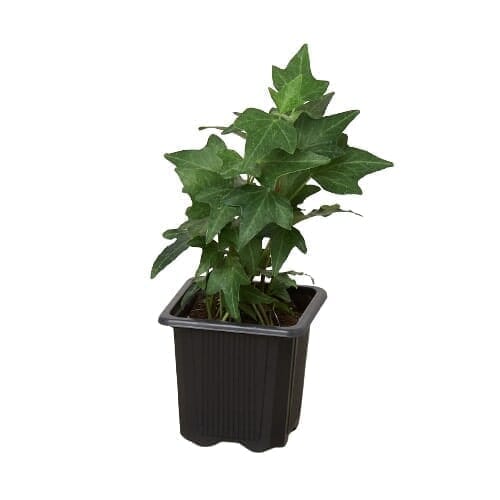 English Ivy Green California-Indoor Plants-Trendy Gardener