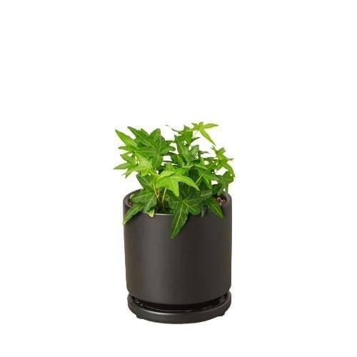 English Ivy Green California-Indoor Plants-Trendy Gardener