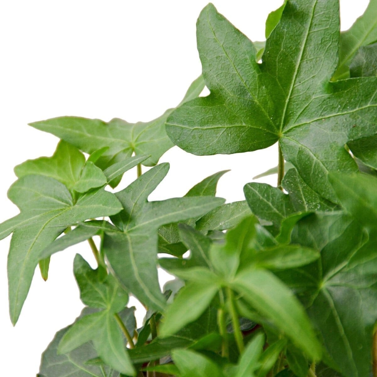 English Ivy Green California-Indoor Plants-Trendy Gardener