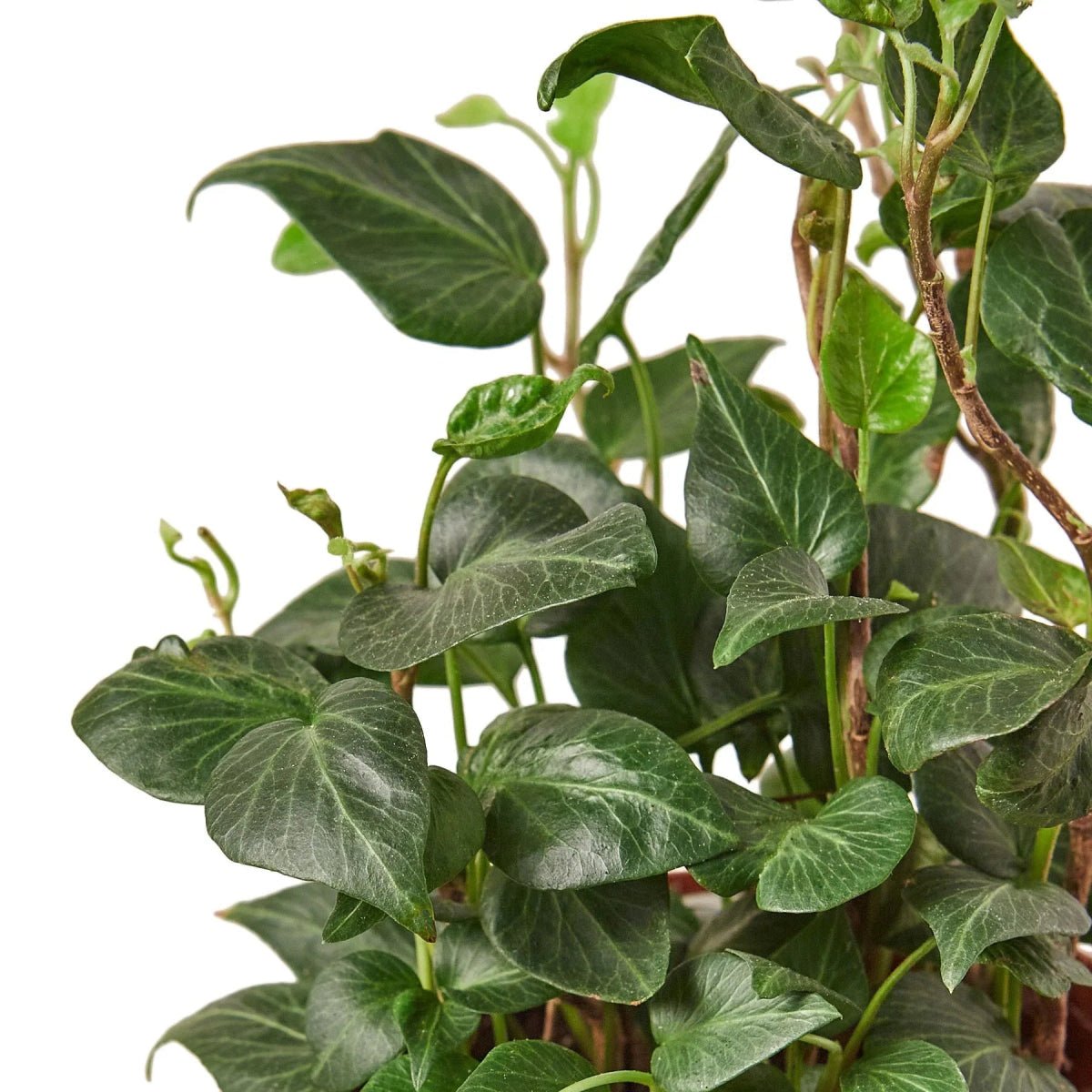 English Ivy 'Heart'-Indoor Plants-Trendy Gardener