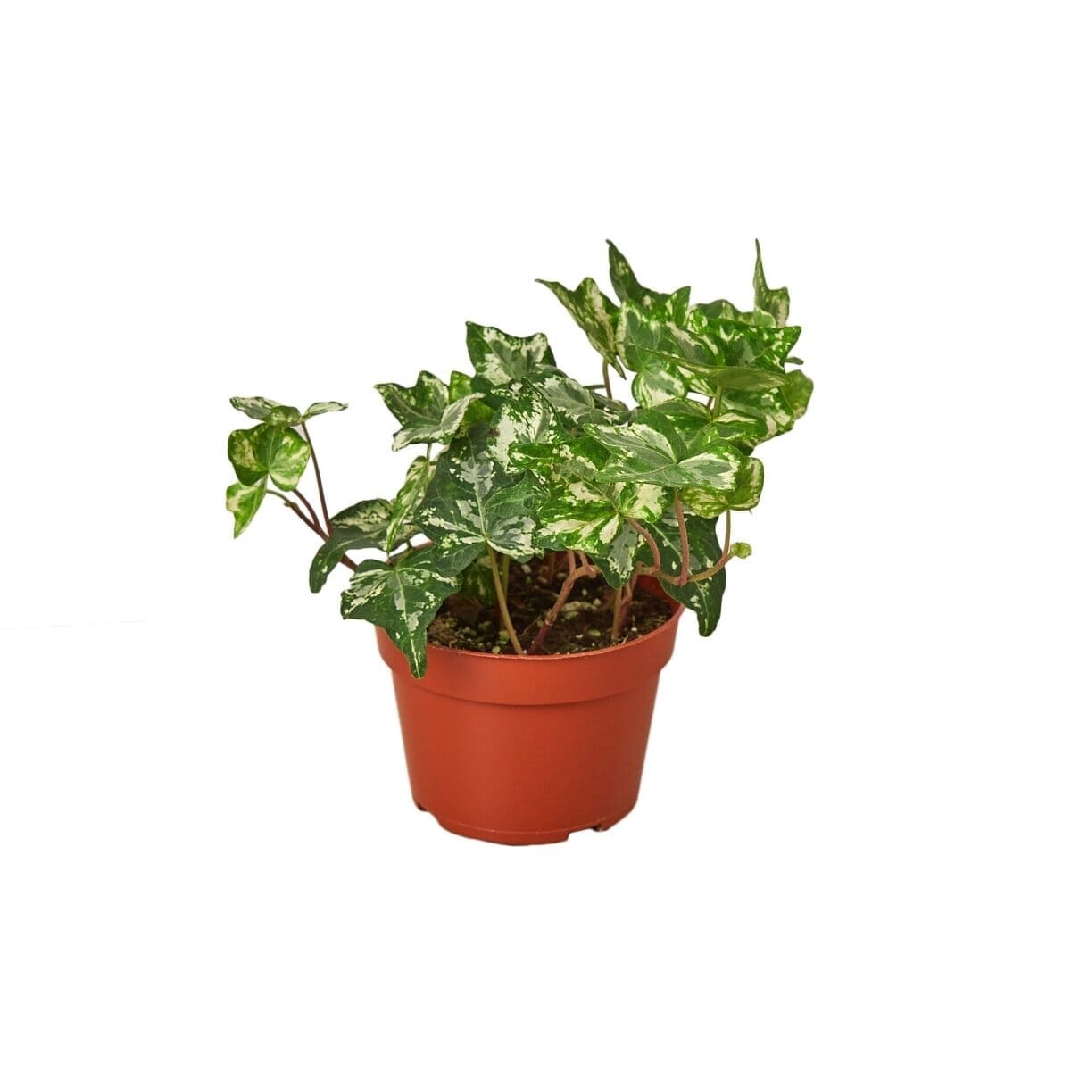 English Ivy 'Kolibre'-Indoor Plants-Trendy Gardener