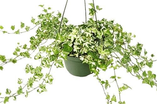 English Ivy 'Kolibre'-Indoor Plants-Trendy Gardener