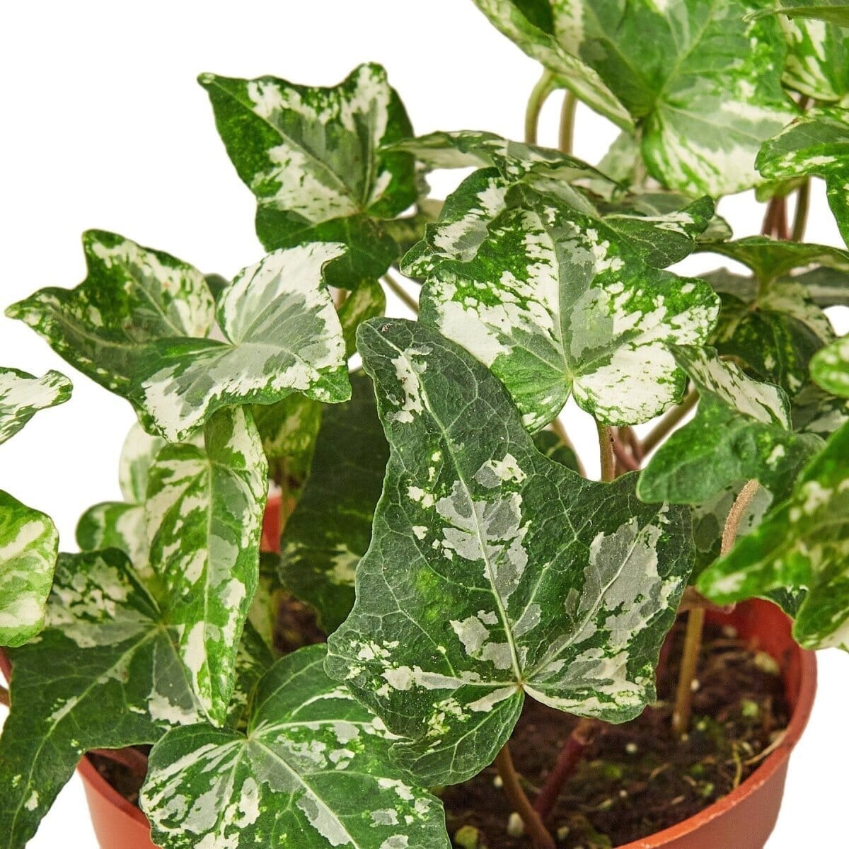 English Ivy 'Kolibre'-Indoor Plants-Trendy Gardener