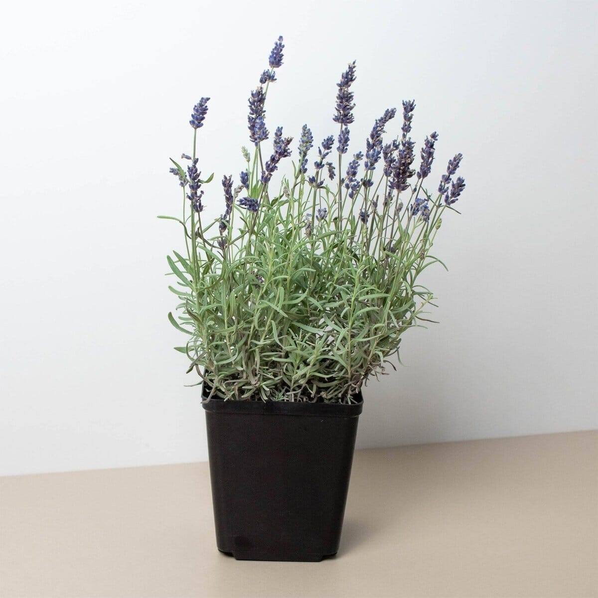 English Lavender - 6" Pot-Indoor Plants-Trendy Gardener