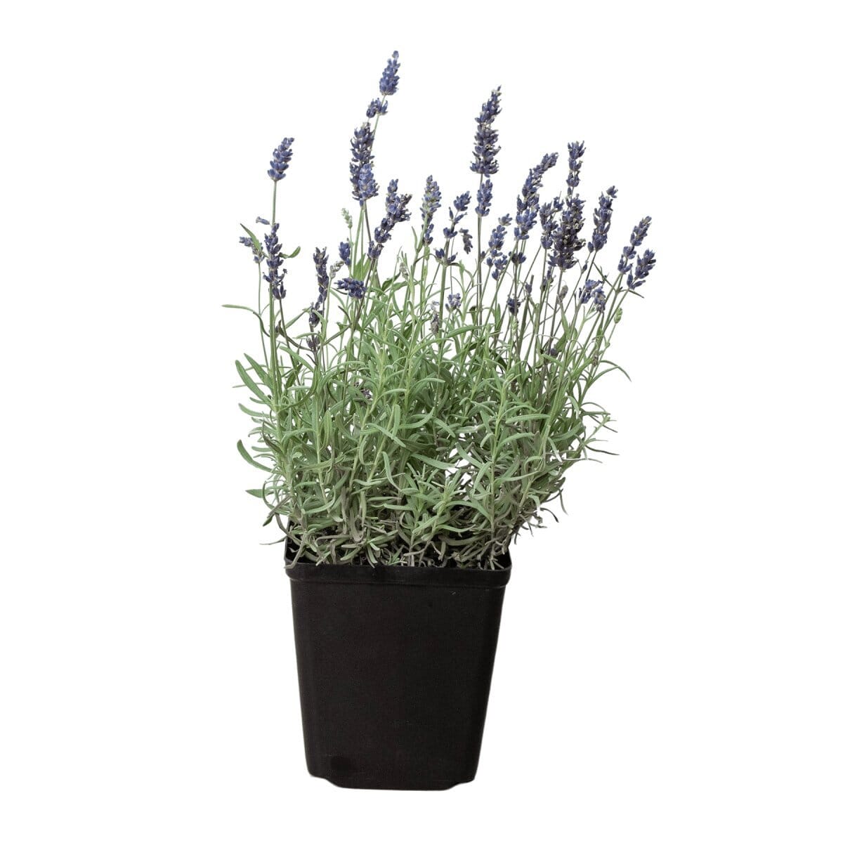 English Lavender - 6" Pot-Indoor Plants-Trendy Gardener