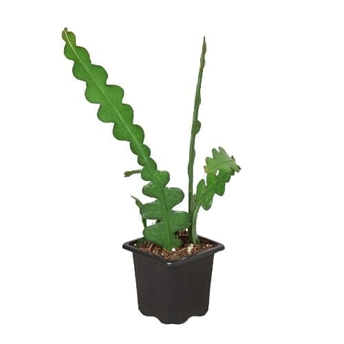 Epiphyllum 'Ric Rac' Cactus-Indoor Plants-Trendy Gardener