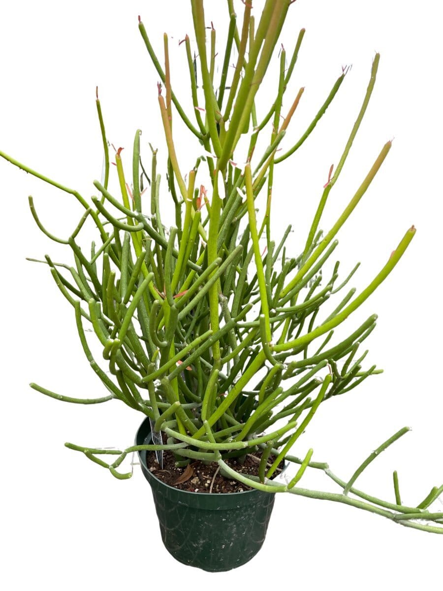 EUPHORBIA 'PENCIL CACTUS'-Succulent-Trendy Gardener