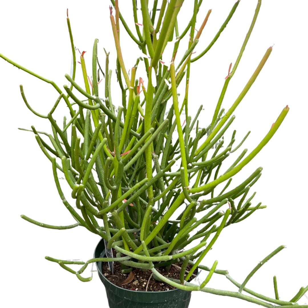 EUPHORBIA 'PENCIL CACTUS'-Succulent-Trendy Gardener