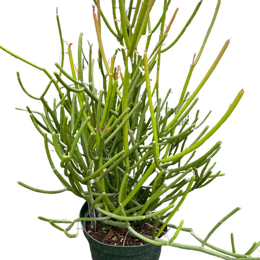 EUPHORBIA 'PENCIL CACTUS'-Succulent-Trendy Gardener