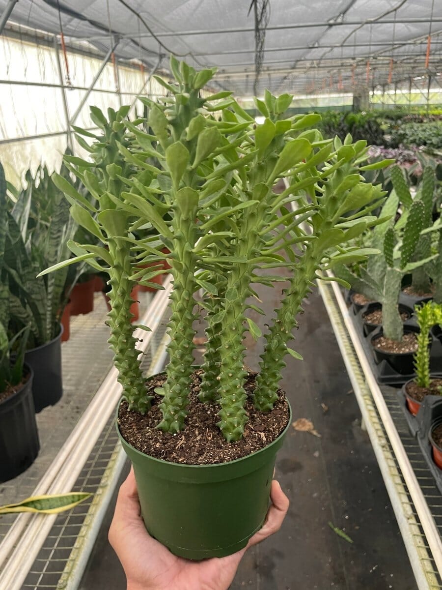 Euphorbia 'Sausage Spurge'-Succulent-Trendy Gardener