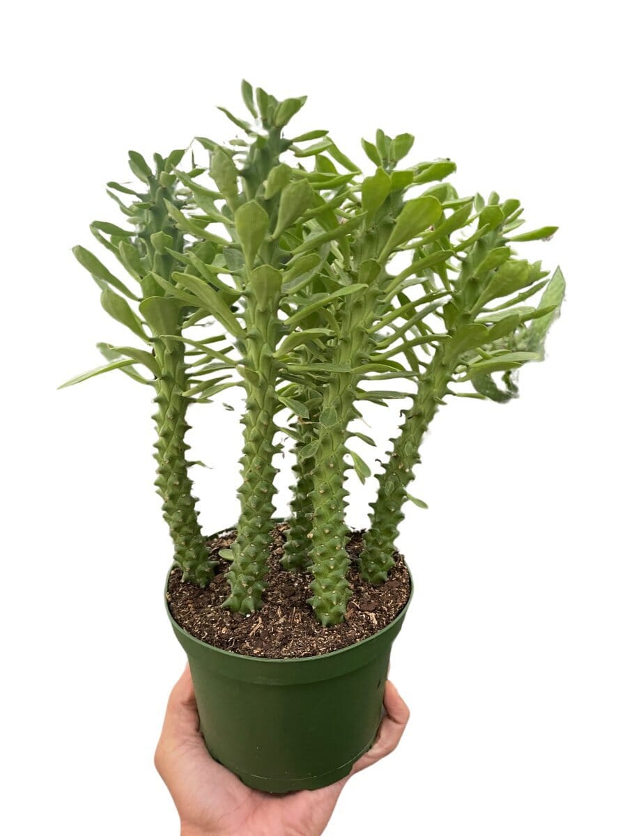 Euphorbia 'Sausage Spurge'-Succulent-Trendy Gardener