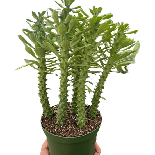 Euphorbia 'Sausage Spurge'-Succulent-Trendy Gardener