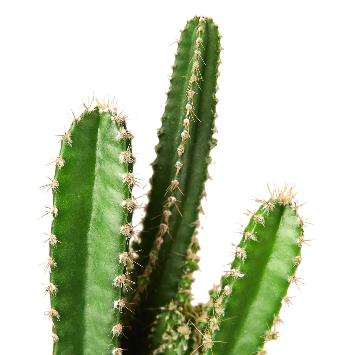 Fairy Castle Cactus-Succulent-Trendy Gardener