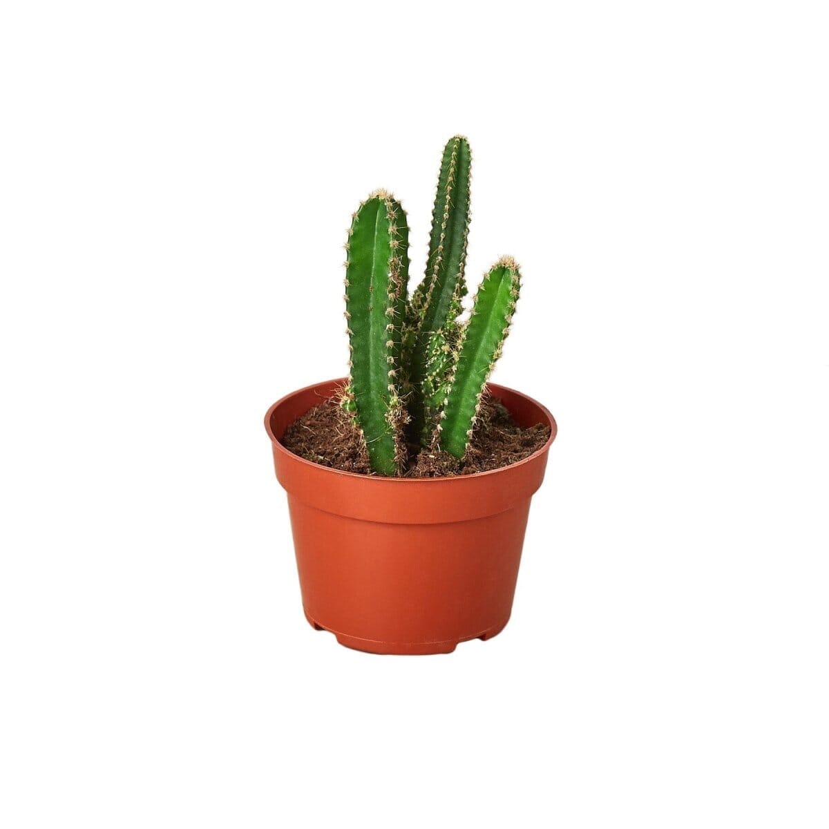 Fairy Castle Cactus-Succulent-Trendy Gardener