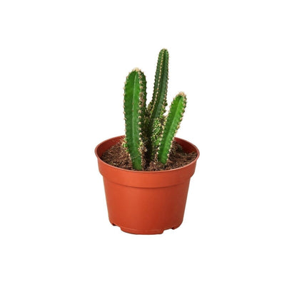Fairy Castle Cactus-Succulent-Trendy Gardener