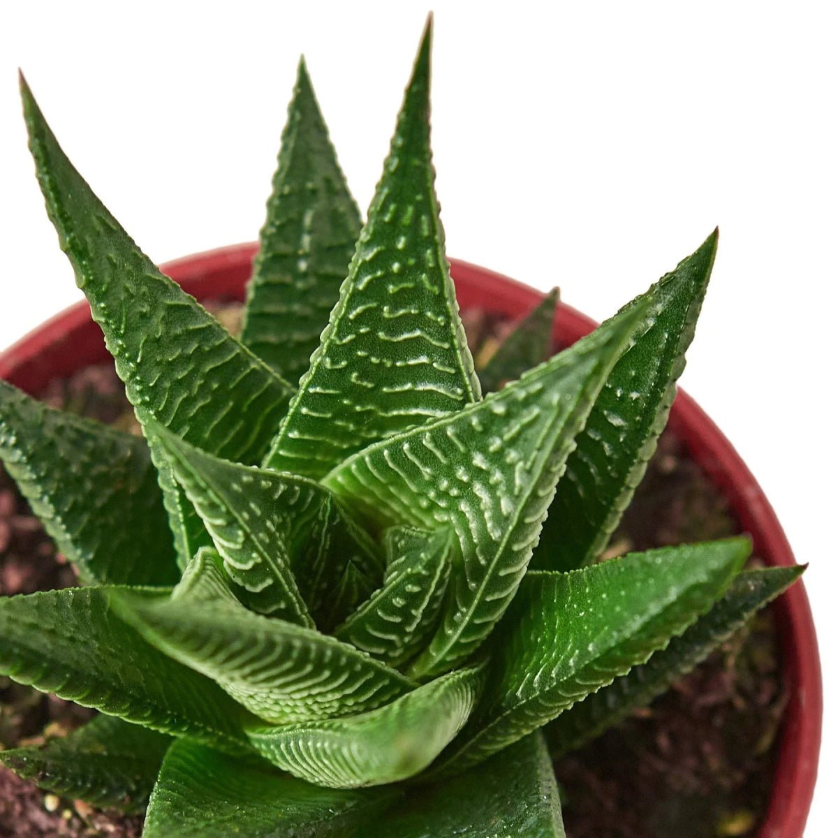 Fairy Washboard Haworthia-4" Plant-Trendy Gardener