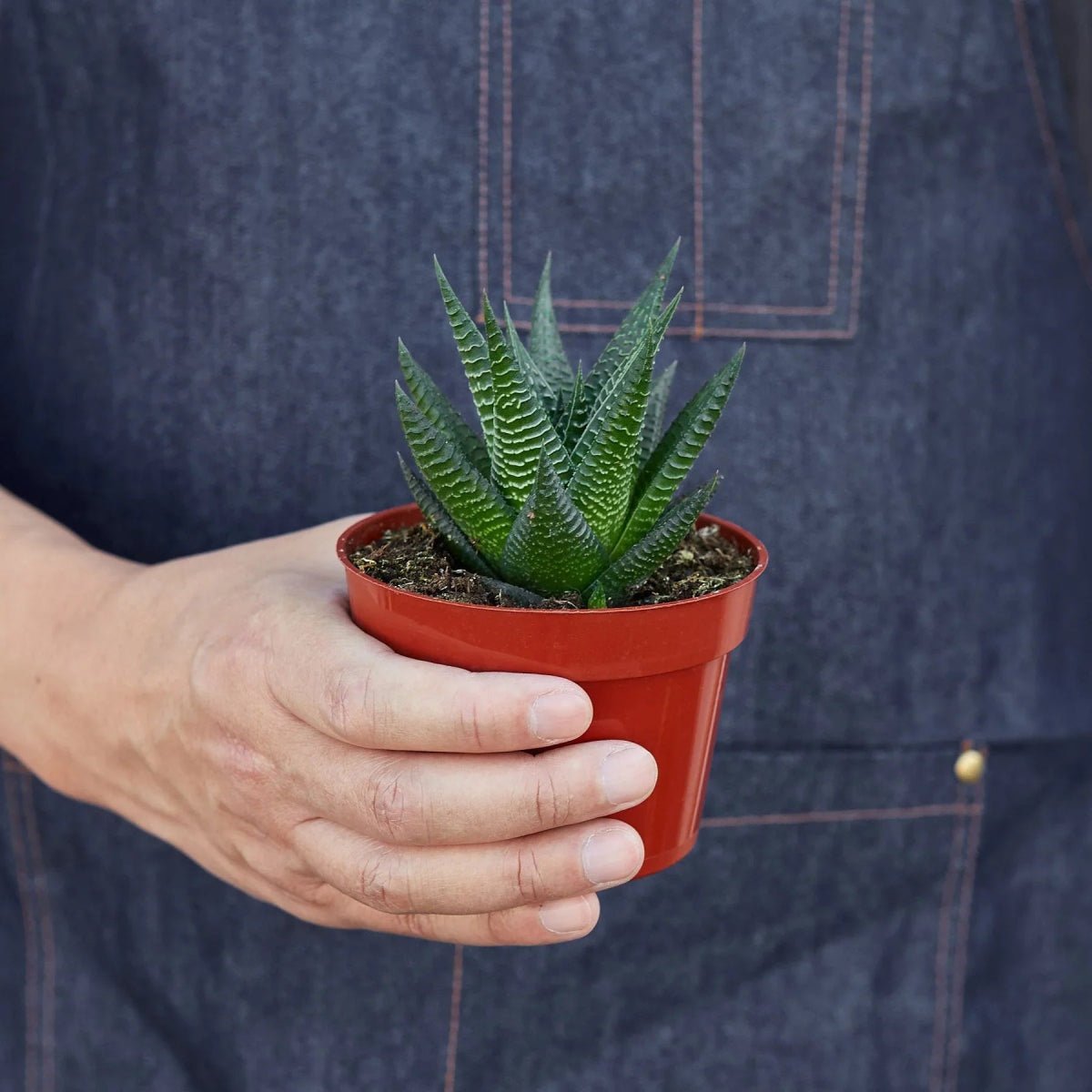 Fairy Washboard Haworthia-4" Plant-Trendy Gardener