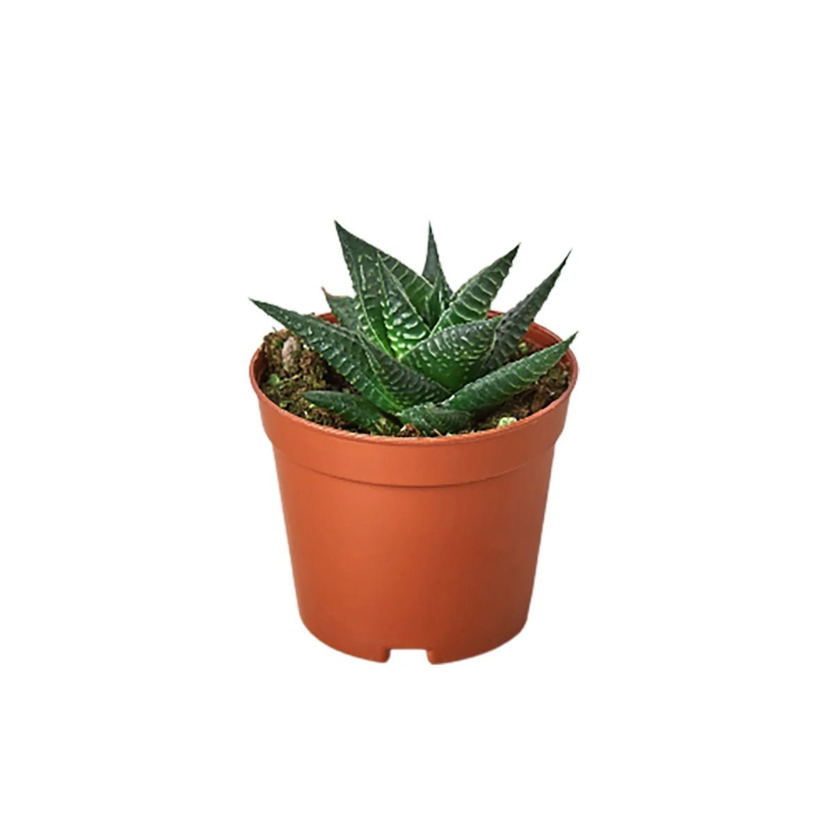 Fairy Washboard Haworthia-4" Plant-Trendy Gardener