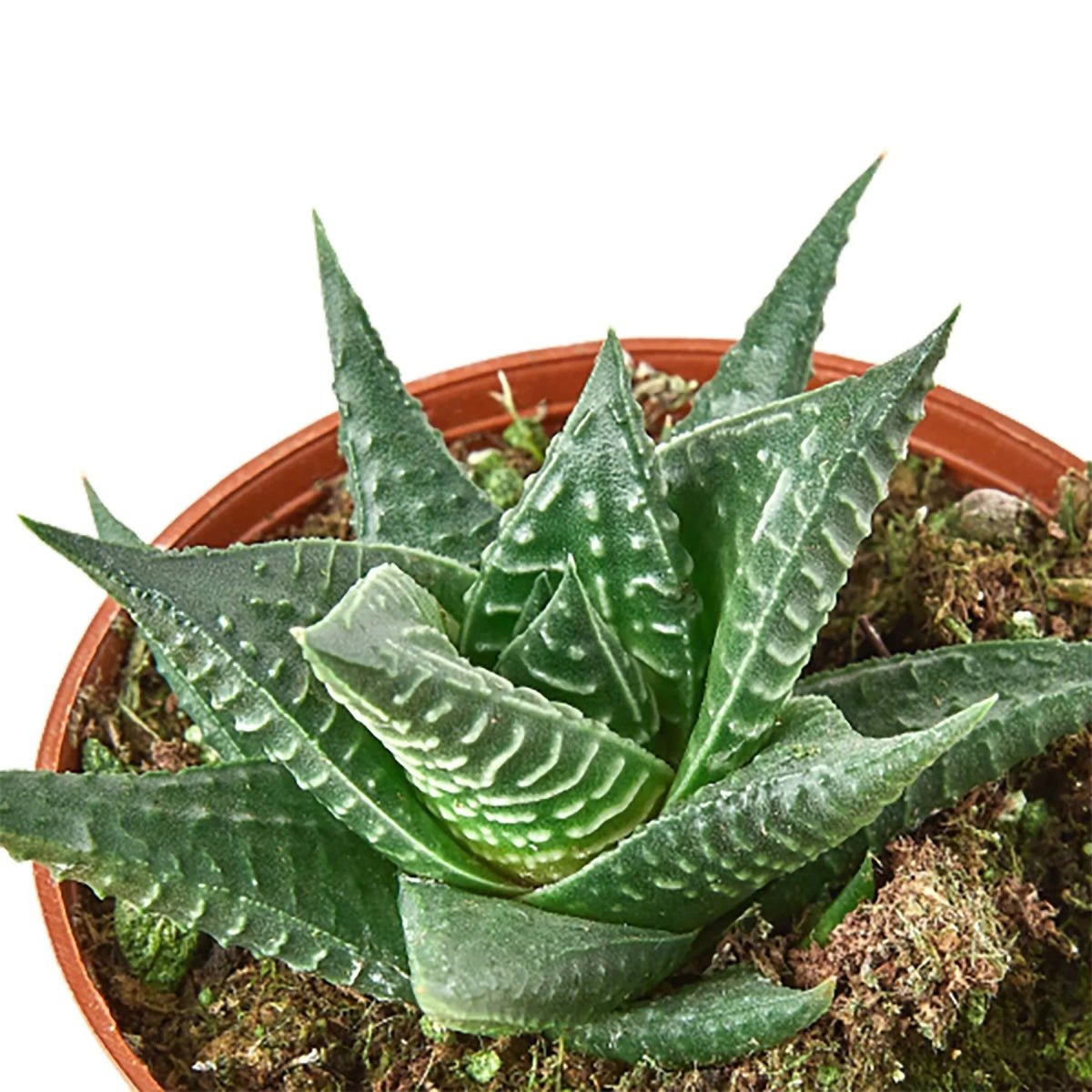 Fairy Washboard Haworthia-4" Plant-Trendy Gardener