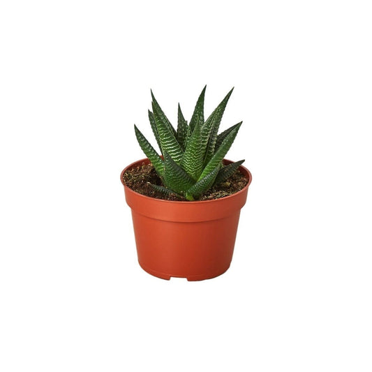 Fairy Washboard Haworthia-4" Plant-Trendy Gardener