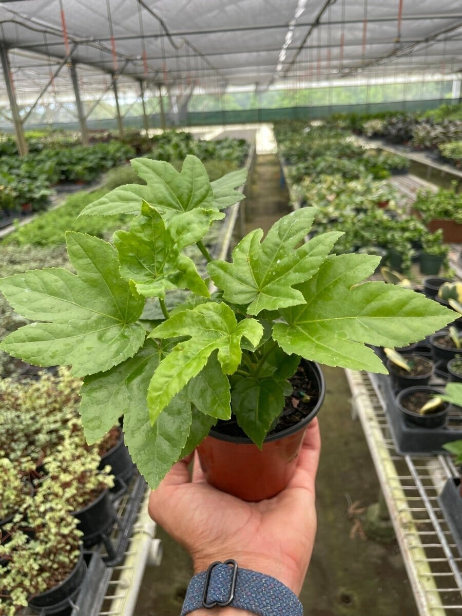 Fatsia 'Japonica'-Indoor Plants-Trendy Gardener