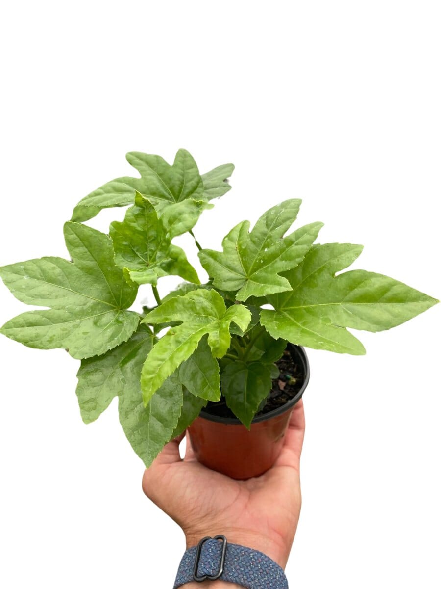 Fatsia 'Japonica'-Indoor Plants-Trendy Gardener