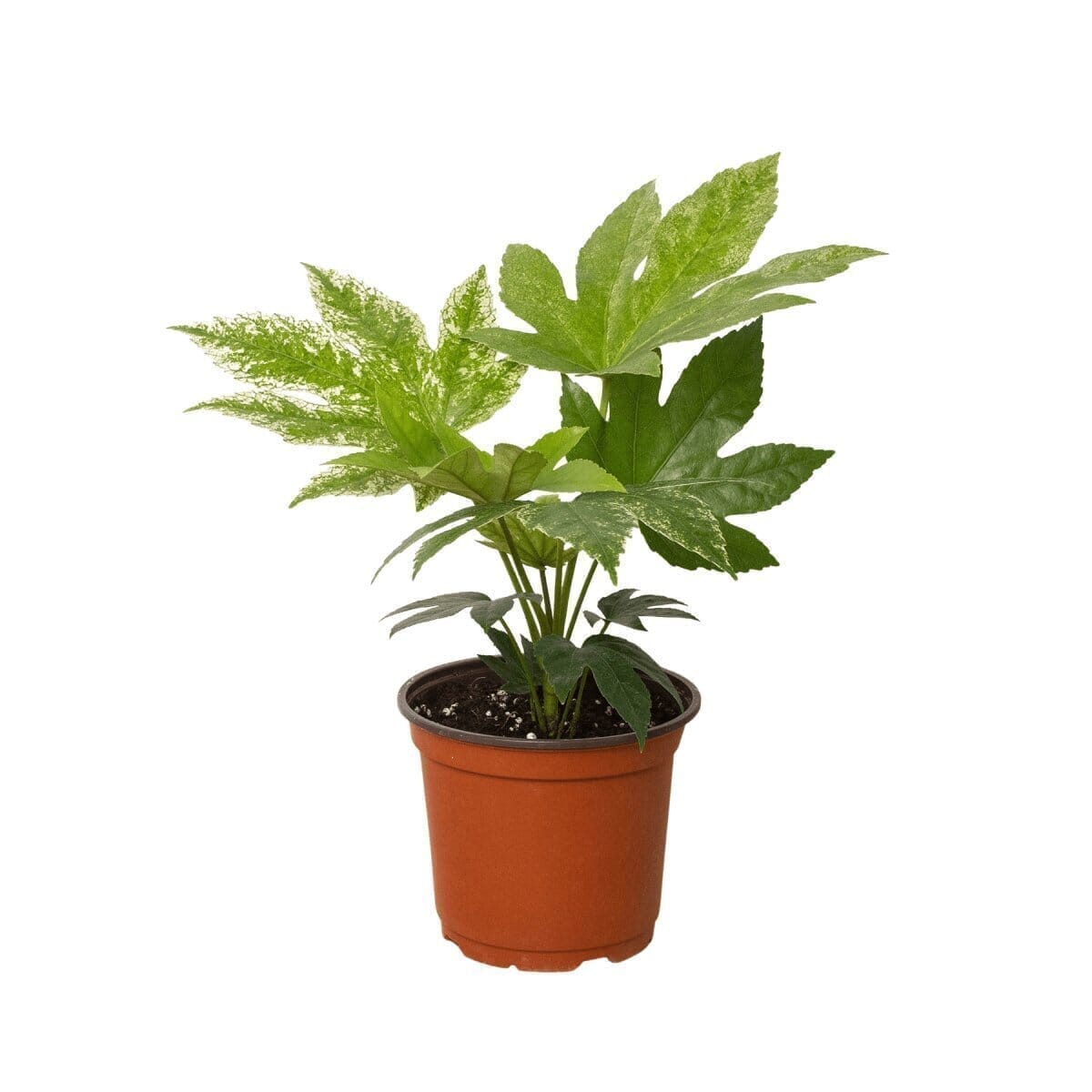 Fatsia Japonica ‘Spider's Web' Indoor Plants Trendy Gardener 