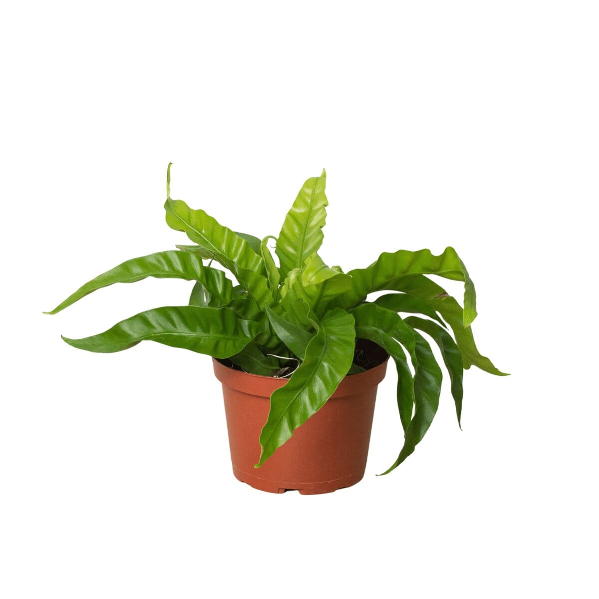 Fern 'Bird's Nest Hurricane'-Indoor Plants-Trendy Gardener