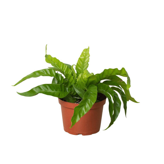 Fern 'Bird's Nest Hurricane'-Indoor Plants-Trendy Gardener