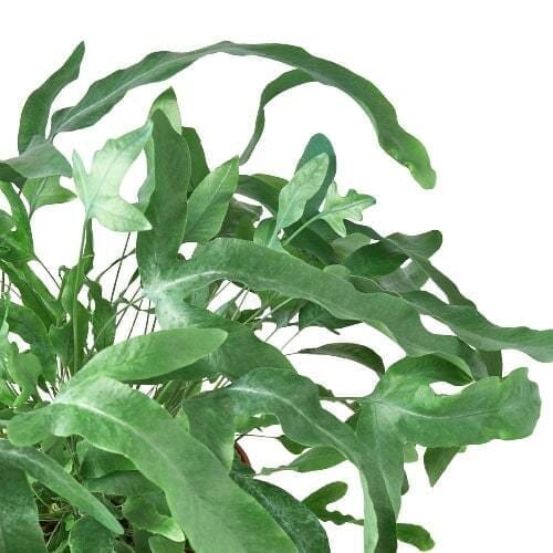 Fern 'Blue Star'-Indoor Plants-Trendy Gardener